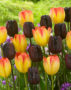Tulipa Suncatcher, Continental
