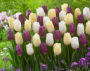 Tulipa Purple Flag, White Flag and Creme Flag