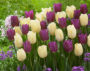 Tulipa Purple Flag, Creme Flag