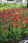 Tulipa Lalibela