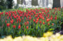 Tulipa Lalibela