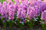 Hyacinthus Purple Pride