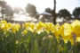 Daffodils in morning light