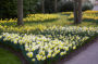 Daffodils in spring park