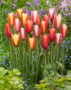 Tulipa clusiana mix