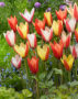 Tulipa clusiana mix