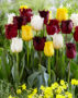 Tulipa gefranjerd mix