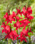Gladiolus ramosus Robinetta