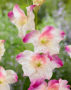 Gladiolus colvillii bicolour