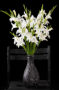 Gladiolus nanus op vaas