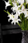 Gladiolus nanus in vase