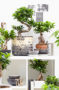 Ficus Ginseng collectie