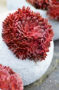 Sempervivum Coral Red