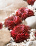 Sempervivum Coral Red