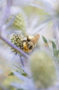 Insect feeding on Eryngium flower Insect feeding on Eryngium flower