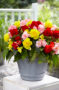 Begonia Non Stop mix