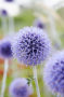 Echinops ritro Veitchs Blue