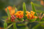 Asclepias tuberosa