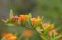 Asclepias tuberosa