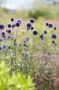 Echinops ritro Veitchs Blue