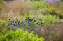 Echinops ritro Veitchs Blue