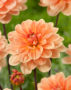 Dahlia Apricot Desire