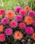 Dahlia City mix