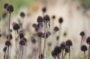 Echinacea seed heads