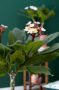 Plumeria Hawaiian