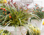 Carex EverColor® Everglow