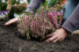 Planting Calluna vulgaris