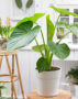 Alocasia macrorrhizos