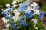 Scilla siberica, Scilla siberica Alba Scilla siberica, Scilla siberica Alba
