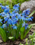 Scilla siberica Scilla siberica