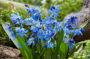 Scilla siberica Scilla siberica