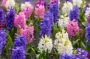 Hyacinthus Pearl mix