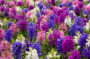 Hyacinthus mix