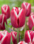 Tulipa Lornah