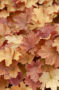 Heuchera Caramel ®