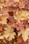 Heuchera Caramel ®