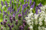 Mixed lavenders