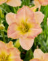 Hemerocallis Cumberland Island