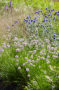 Allium Summer Beauty, Echinops ritro Veitchs Blue