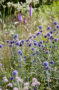 Echinops ritro Veitchs Blue