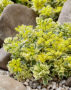 Sedum takesimense Atlantis