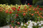 Dahlia border