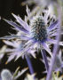 Eryngium x zabelii Big Blue