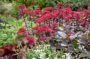 Sedum Red Cauli