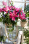 Roselily Julia Roselily Julia