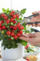 Solanum lycopersicum Ponchi™ F1 Solanum lycopersicum Ponchi™ F1